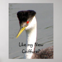 Western Grebe Poster