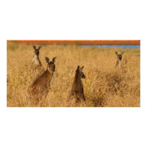 Western Grey Kangaroos Picture Card