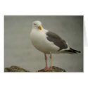 Western Gull Card
