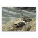 Western Gulls on nest Card