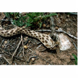 Western Hognose Snake photo sculptures