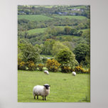 Western Ireland, Dingle Peninsula, broad posters