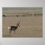 Western Kansas Antelope posters