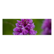 Western Marsh Orchid Business Cards