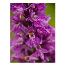 Western Marsh Orchid Post Cards