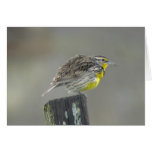 Western Meadowlark Card