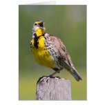 Western Meadowlark Greeting Card