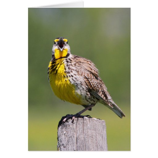 Western Meadowlark Greeting Card