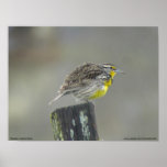 Western Meadowlark Print