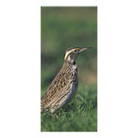 Western Meadowlark Rack Card Design
