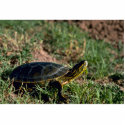 Western Painted Turtle photo sculptures