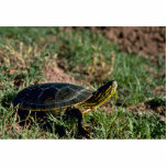 Western Painted Turtle photo sculptures