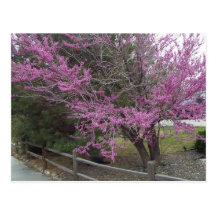 Western Redbud Postcard
