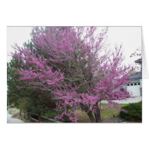 Western Redbud Tree note card