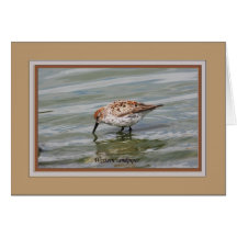 Western_sandpiper_4877 Cards