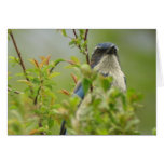 Western Scrub-Jay Card