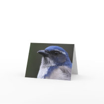 Western Scrub-Jay - Joe Sweeney - card