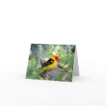 Western Tanager Card