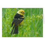 Western Tanager Greeting Cards