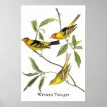 Western Tanager - John James Audubon Posters