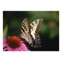 Western Tiger Swallowtail Butterfly Invitation