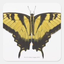 Western Tiger Swallowtail Butterfly Sticker