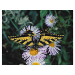 Western tiger swallowtail on pink aster flyers