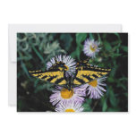 Western tiger swallowtail on pink aster invitations