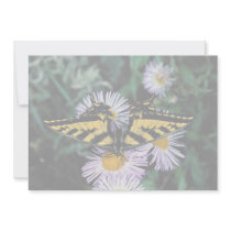 Western tiger swallowtail on pink aster announcements