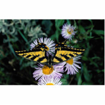Western tiger swallowtail on pink aster photo cutout