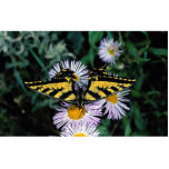 Western tiger swallowtail on pink aster photo sculptures