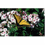 Western tiger swallowtail on white phlox top photo sculptures
