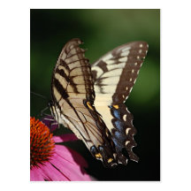 Western Tiger Swallowtail Postcard