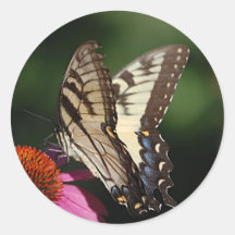 Western Tiger Swallowtail Sticker
