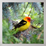WesternTanager Print
