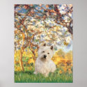 Westie 1 - Spring posters