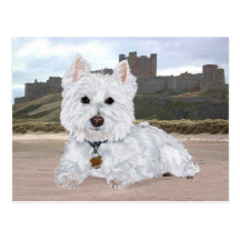 Westie at Bamburgh Castle Post Card