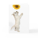 Westie Pup And Sunflower cards