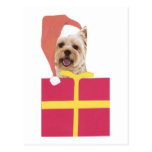 Westie Santa Hat Gift Box Post Card