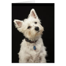 Westie (West Highland terrier) with collar Greeting Cards