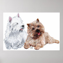 Westie with a Brown Cairn Terrier Posters