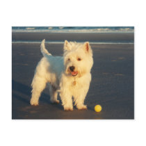 Westies and the Ocean Post Cards