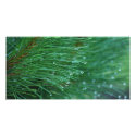 Wet and green pine needles photocard