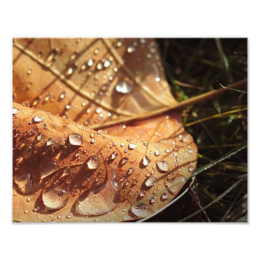 Wet Autumn Leaf - Photo