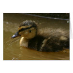 Wet Baby Mallard Greeting Card