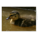 Wet Baby Mallard cards