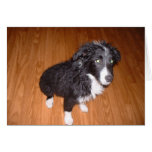 Wet Border Collie cards