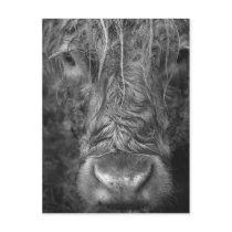 Wet Cow Postcard