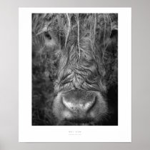 Wet Cow Wall Print