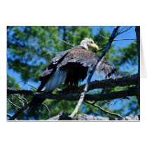 Wet Eagle Greeting Cards